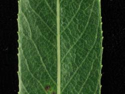Salix ×pendulina f. salamonii. Evenly dense stomata on upper leaf surface.
 Image: D. Glenny © Landcare Research 2020 CC BY 4.0